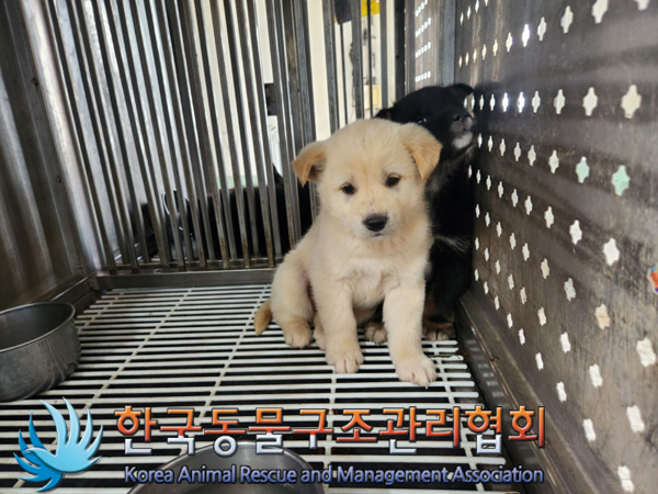 한국동물구조관리협회_441406202500123